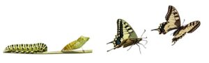 Fra larve til sommerfugl